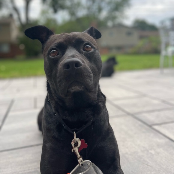 Welcome to Black Dog Vintage! - Picture 5 of 6